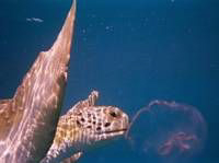 Loggerhead Sea Turtle eating a Moon Jelly. The turtle was... by Blair Hughes 